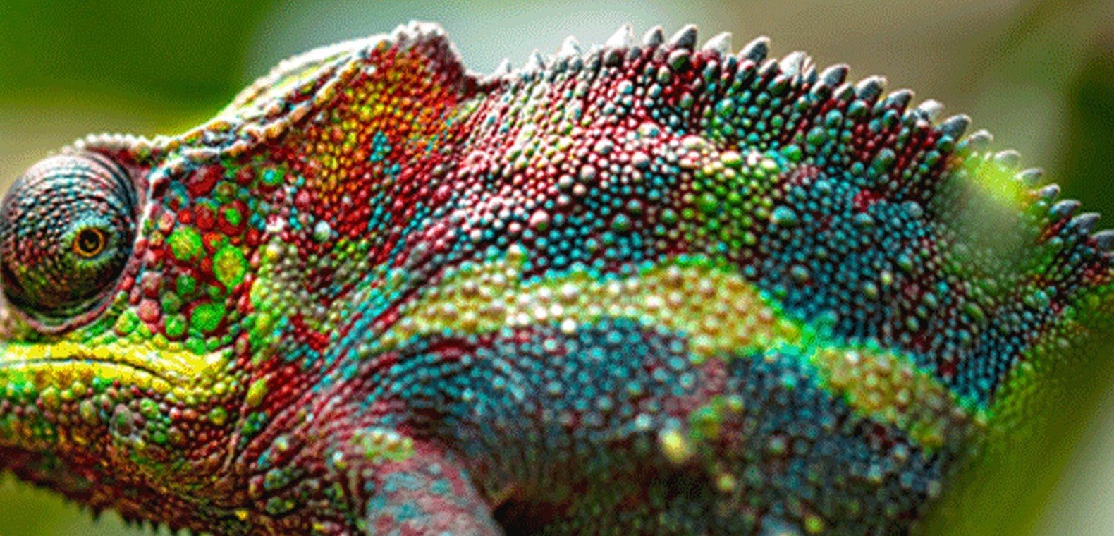 Panther chameleon patient at Paws & Claws Medical Center