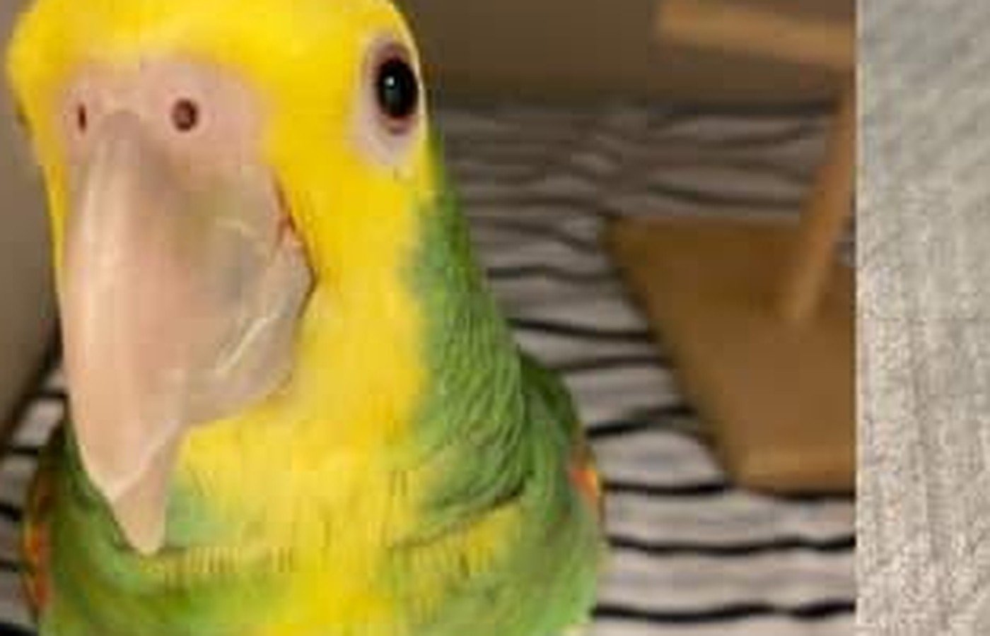 Amazon parrot patient