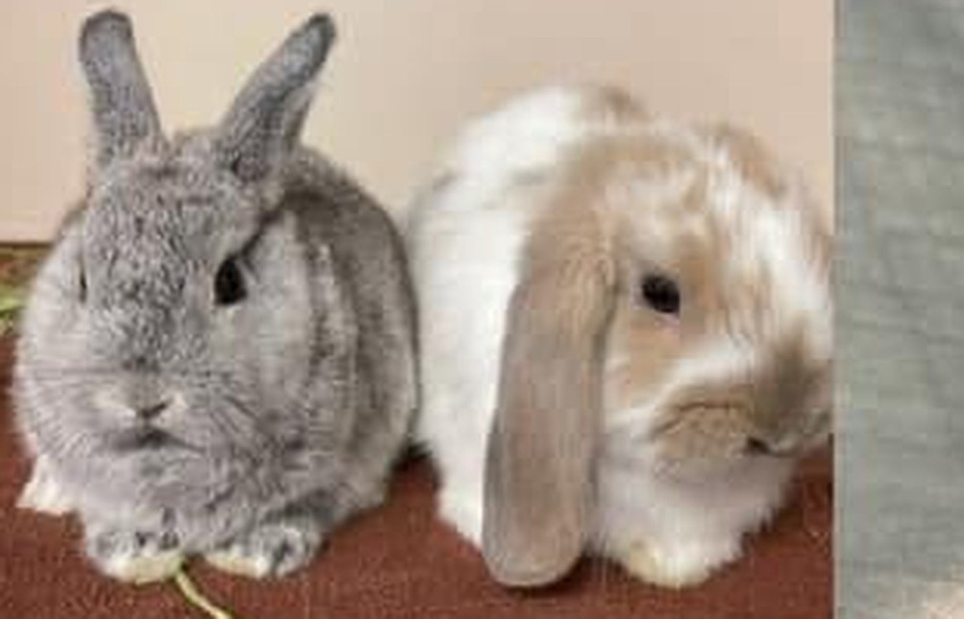 Rabbit patients