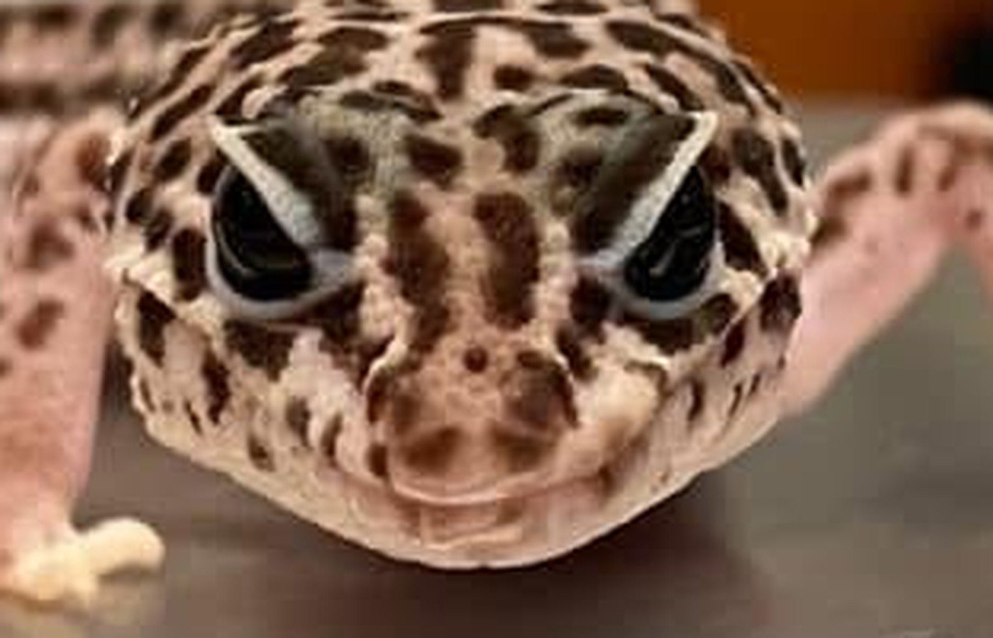 Leopard gecko patient