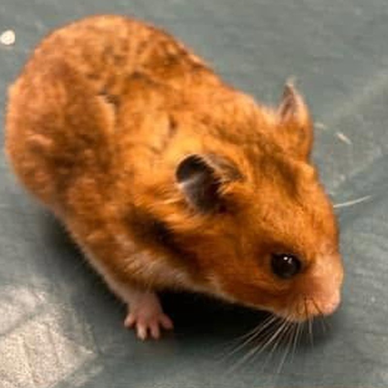 Hamster