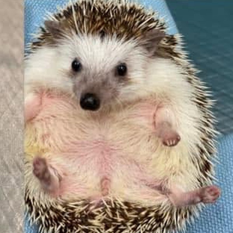 Hedgehog