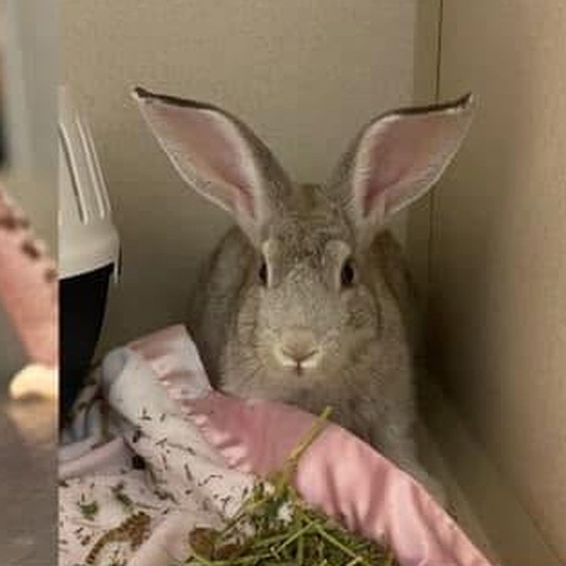 Rabbit
