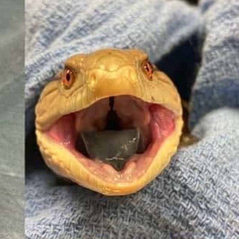 Skink