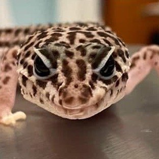 Leopard gecko