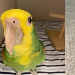 Parrot