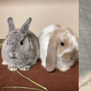 Rabbits