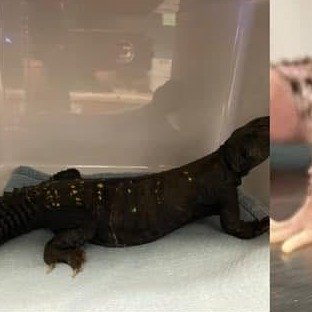 Uromastyx